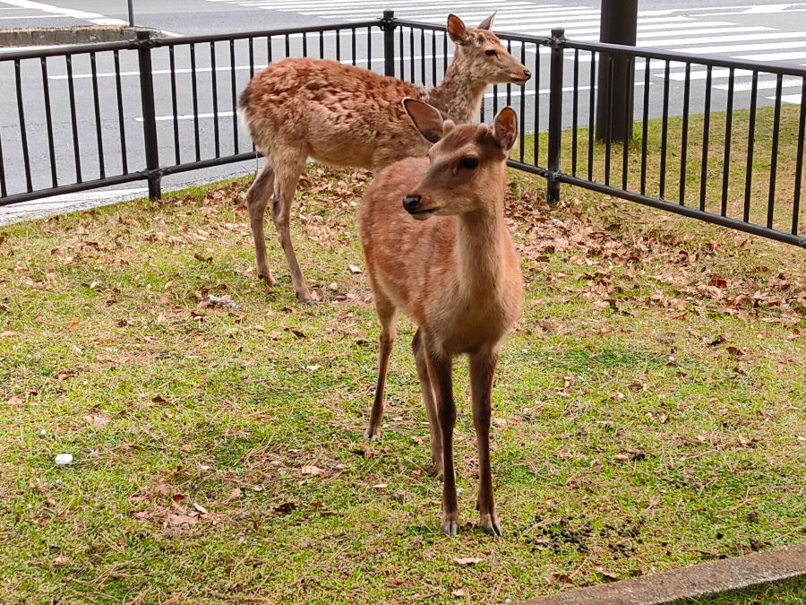 奈良公園の鹿たち(天然記念物)