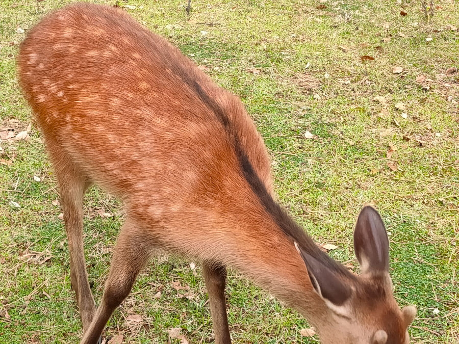 奈良公園の鹿の毛並み