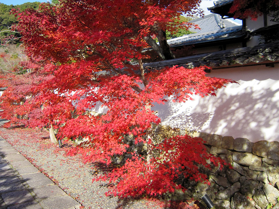神秀山 満願寺の参道に色づく紅葉