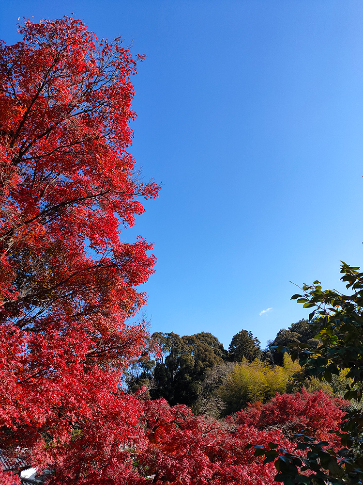 紅葉の景色が広がる神秀山 満願寺の山々