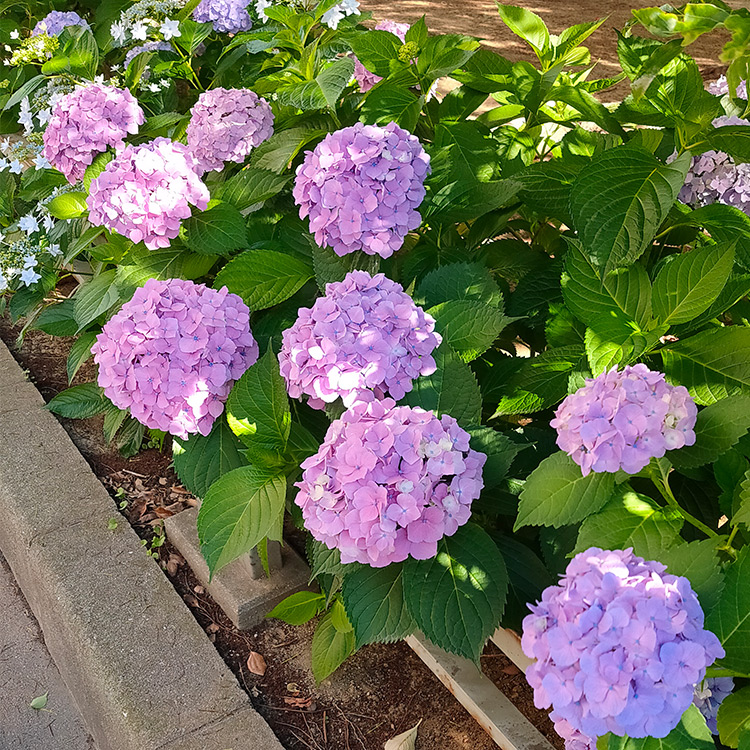 大阪市の公園に咲く紫陽花(アジサイ)